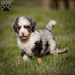 Orion, Mini Bernedoodle Puppy